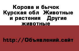 Корова и бычок - Курская обл. Животные и растения » Другие животные   